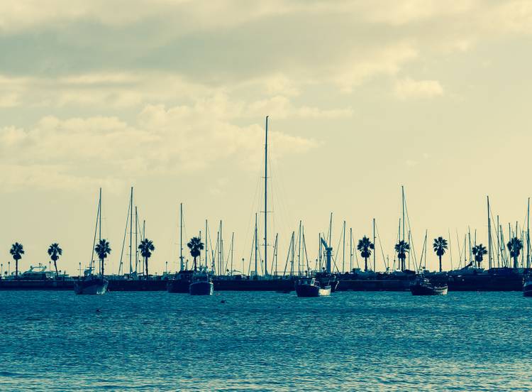 ocean and palms