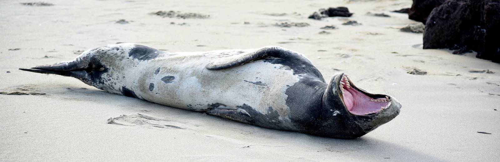 seal laying on the beach